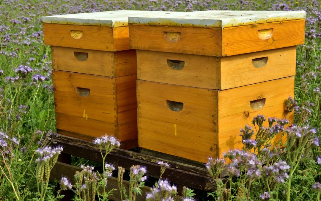 Honigsirup selber machen: Welcher Honig eignet sich am besten?