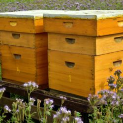bienenstock_honigsirup